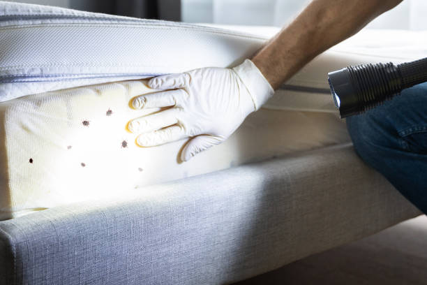 Best Cockroach Control Services  in Glen Alpine, NC