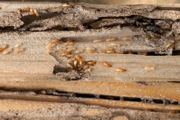 Best Residential Pest Control  in Glen Alpine, NC